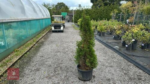 THUJA SMARAGD (EMERALD THUJA)