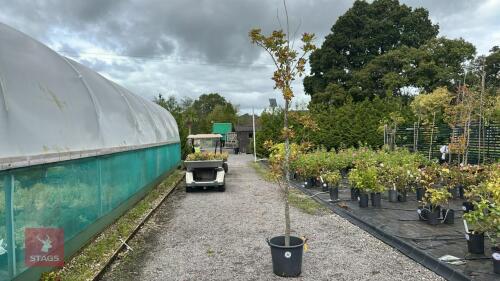 QUERCUS ROBUR (OAK)