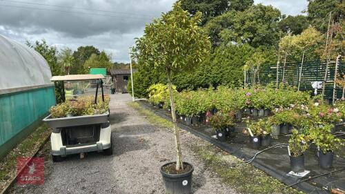 PRUNUS LUSTIANICA (PORTUGESE LAUREL)