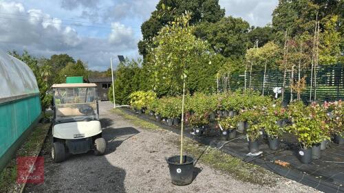 SALIX KILMARNOCK (KILMARNOCK WILLOW)