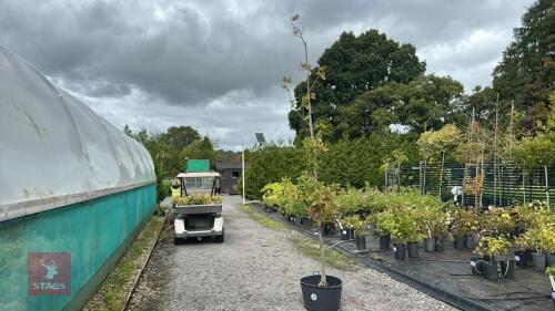 QUERCUS ROBUR (OAK)
