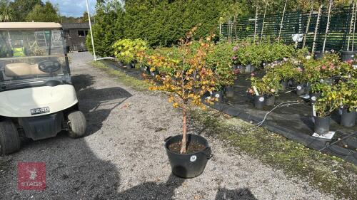 TILIA CORDATA (COMMON LIME)