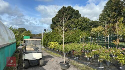 FAGUS SYLVATICA (BEECH)