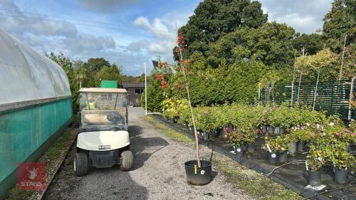 MALUS EVERESTE (CRAB APPLE)