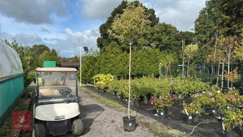 LIGUSTRUM JAPONICUM VARIEGATA (VARIEGATE