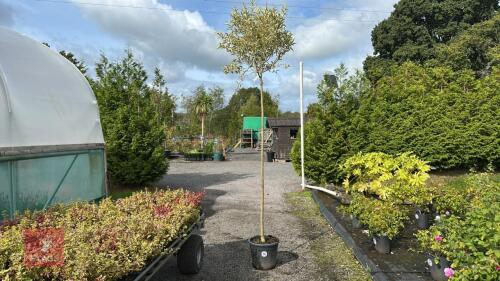 LIGUSTRUM JAPONICUM VARIEGATA