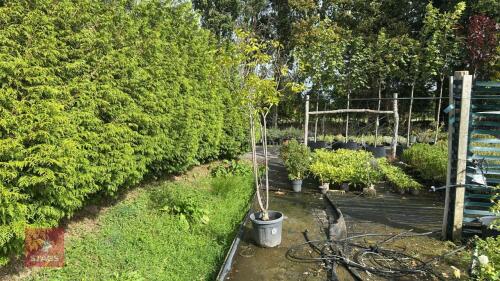 SYRINGA VULGARIS - MULTI STEM (LILAC)