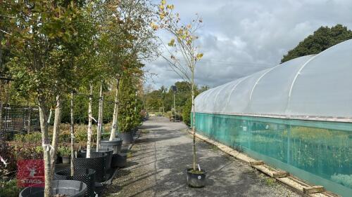 CERCIS SILIQUASTRUM (JUDAS TREE)