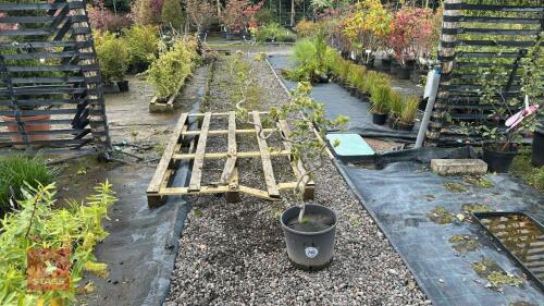CORYLUS CONTORTA (CORKSCREW HAZEL)