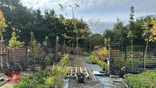 MALUS EVERESTE (CRAB APPLE)