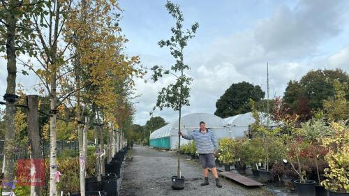 ALNUS CORDATA (ITALIAN ALDER)
