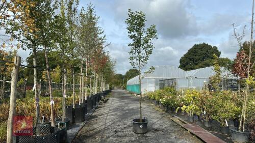 PYRUS CHANTICLEER (CALLERY PEAR)