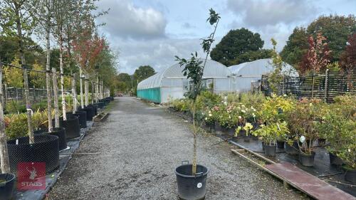 PRUNUS DOMESTICA (PLUM)