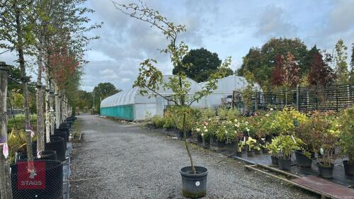 CRATAEGUS DUROBRIVENSIS