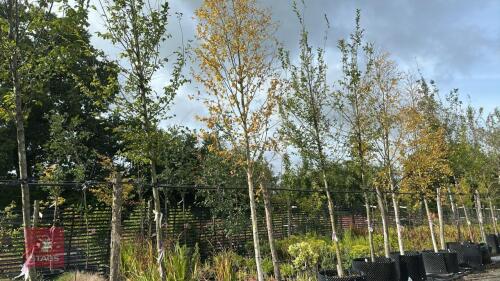 BETULA ERMANII (SILVER BIRCH)