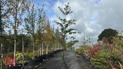 ALNUS GLUTINOSA (COMMON ALDER)