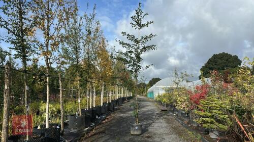 ALNUS GLUTINOSA (COMMON ALDER)