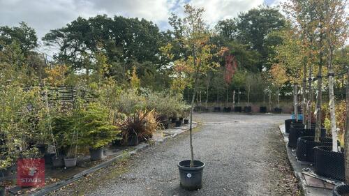 CRATAEGUS MONOGYNA (COMMON HAWTHORN)