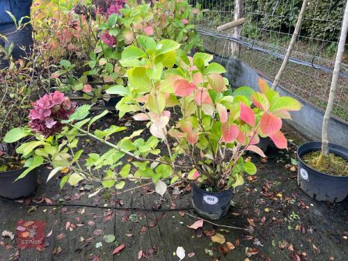 HYDRANGEA DARK PINK