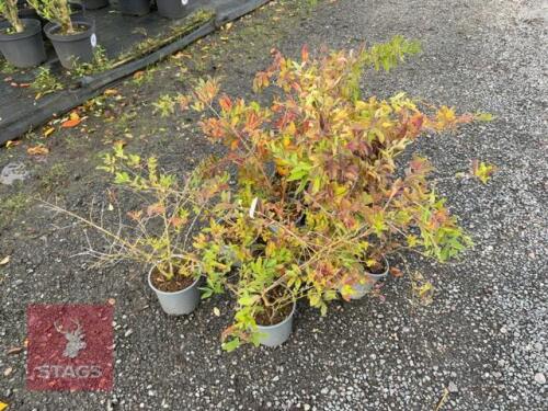 9 LIGUSTRUM OBTUSIFOLIUM