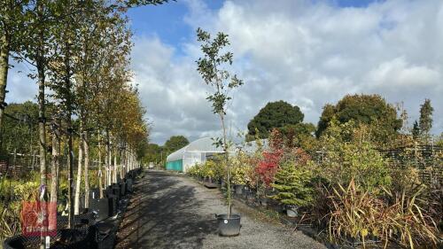 ALNUS GLUTINOSA (COMMON ALDER)
