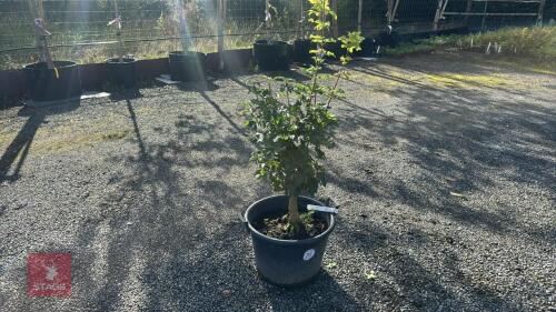 ACER CAMPESTRE 'ELSRIJK' (FIELD MAPLE)