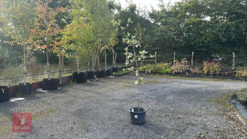 SORBUS ARIA (WHITEBEAM)