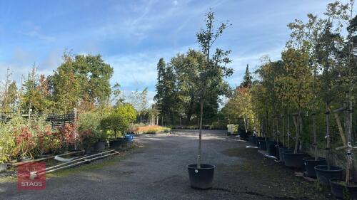 SORBUS INTERMEDIA BROUWERS