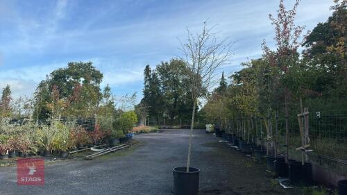 CRATAEGUS PAULS SCARLET (HAWTHORN)