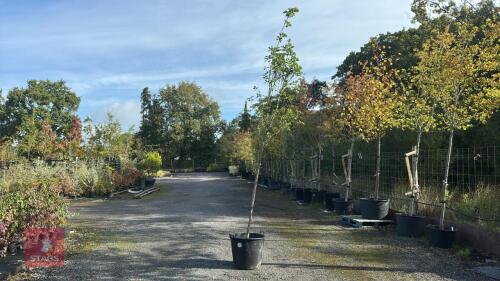PYRUS CHANTICLEER (CALLERY PEAR)
