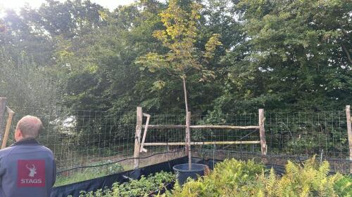 ACER PSEUDOPLATANUS 'NEGENIA'