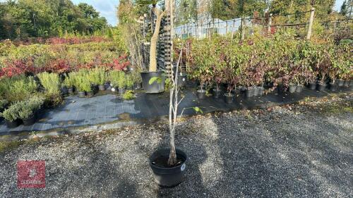 JUGLANS REGIA (WALNUT)