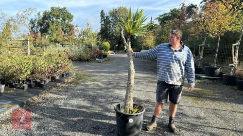 CORDYLINE AUSTRALIS (TORBAY PALM)