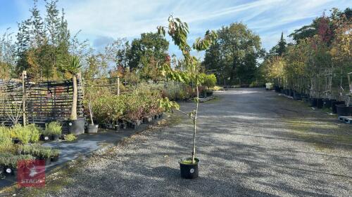 PRUNUS 'EARLY RIVERS'