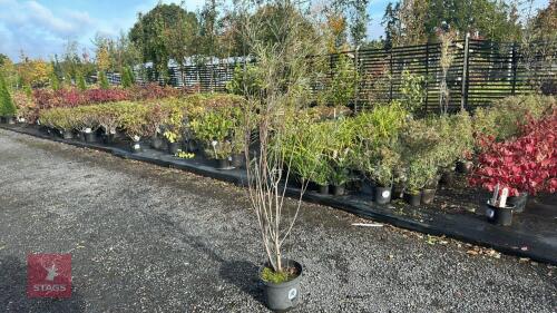 SALIX EXIGUA (COYOTE WILLOW)