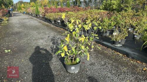 FICUS CARICA (FIG)