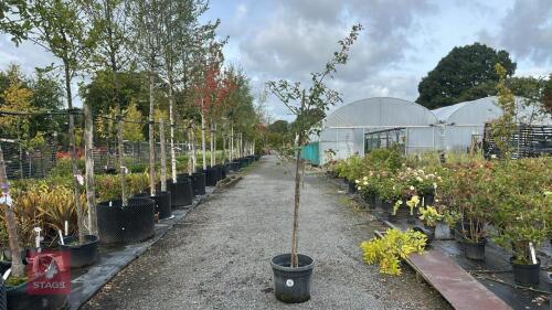 CRATAEGUS DUROBRIVENSIS