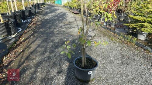 AMELANCHIER LAMARCKII (JUNE BERRY)