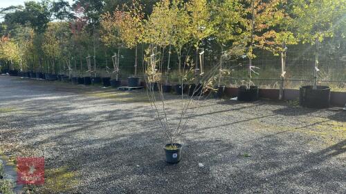 SALIX EXIGUA (COYOTE WILLOW)