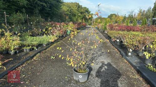 AMELANCHIER LAMARCKII - MULTISTEM