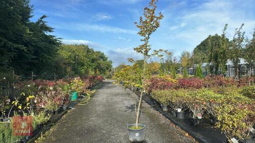 FAGUS SYLVATICA (BEECH)
