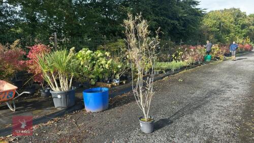 SALIX EXIGUA (COYOTE WILLOW)