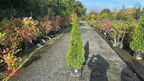THUJA SMARAGD (EMERALD THUJA)