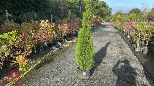 THUJA SMARAGD (EMERALD THUJA)