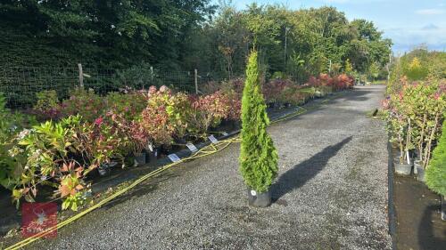 THUJA SMARAGD (EMERALD THUJA)