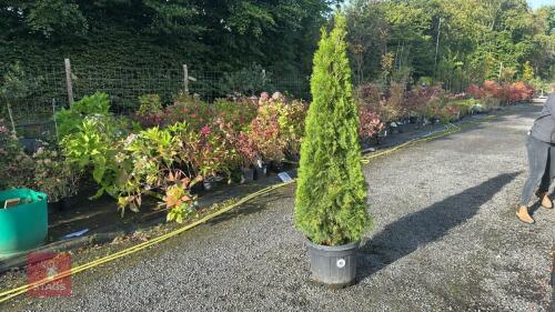 THUJA SMARAGD (EMERALD THUJA)