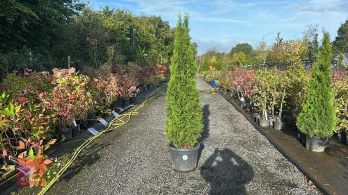 THUJA SMARAGD (EMERALD THUJA)