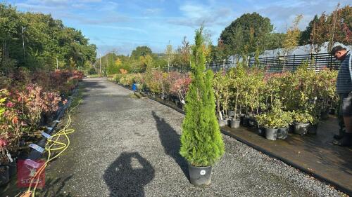 THUJA SMARAGD (EMERALD THUJA)