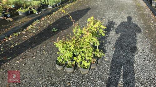 10 ACER PALMATUM (JAPANESE MAPLE)