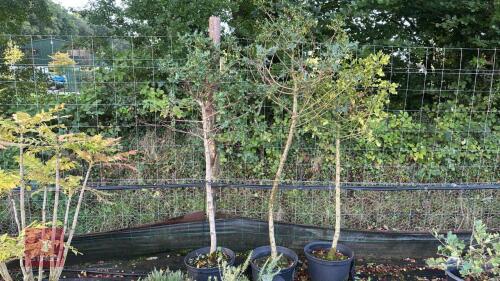 3 ILEX AQUIFOLIUM (HOLLY)